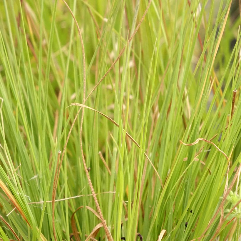 Sporobolus heterolepis Wisconsin Strain - Tautropfengras (Foliage)