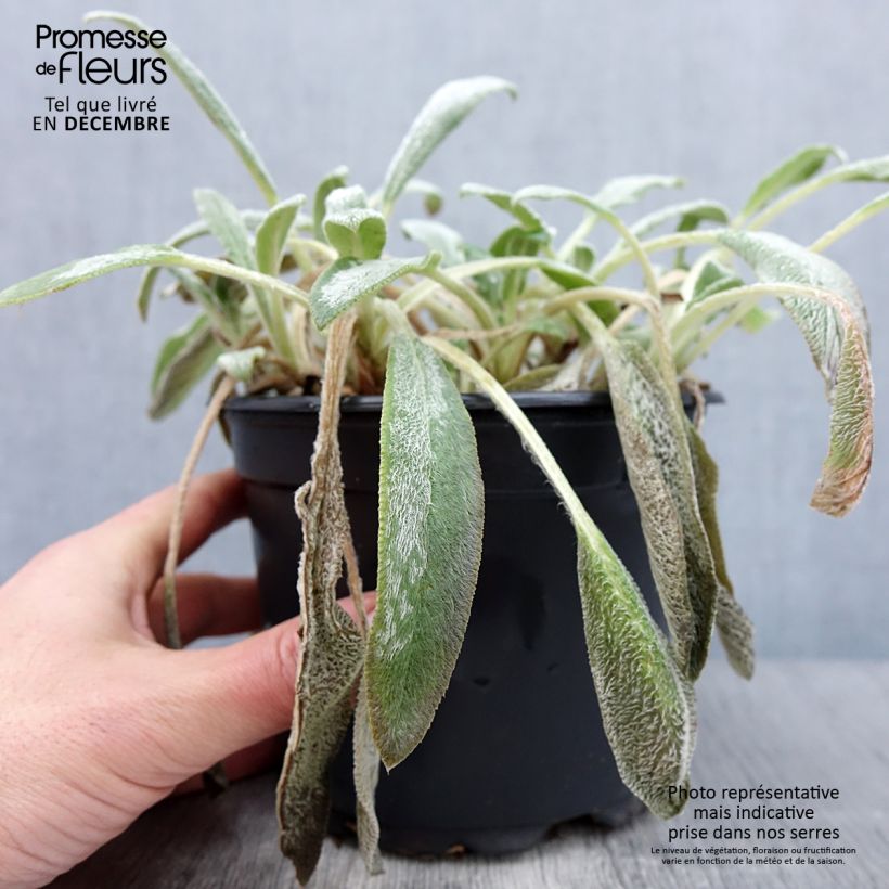 Example of Woll-Ziest - Stachys byzantina Topf mit 2L/3L as you get in automne