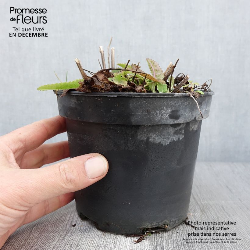 Example of Heil-Ziest Hummelo - Stachys monieri Topf mit 2L/3L as you get in automne