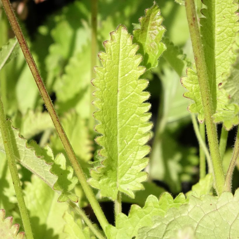 Heil-Ziest Rosea - Stachys monieri (Foliage)