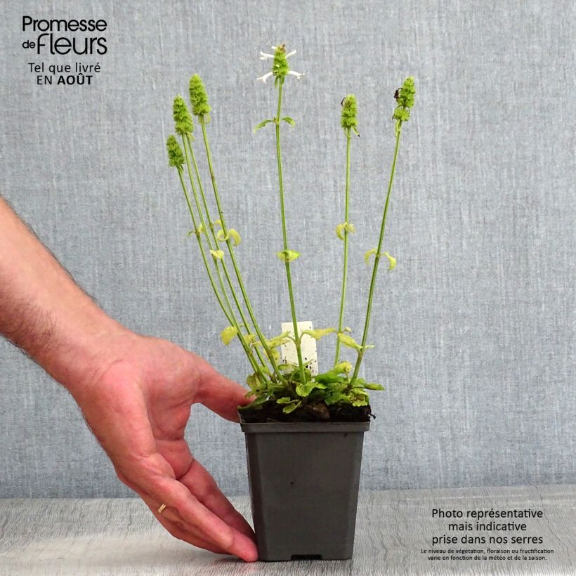 Exemplar von Echte Betonie Alba - Stachys officinalis Kleine Töpfe von 8/9 cm wie im Sommer geliefert