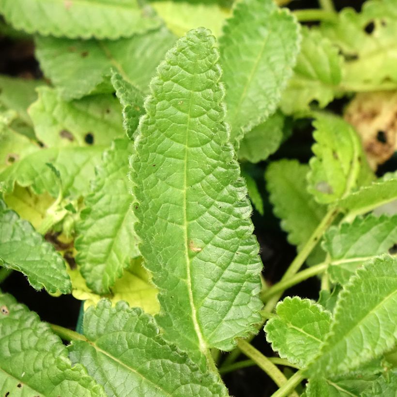 Echte Betonie Alba - Stachys officinalis (Foliage)