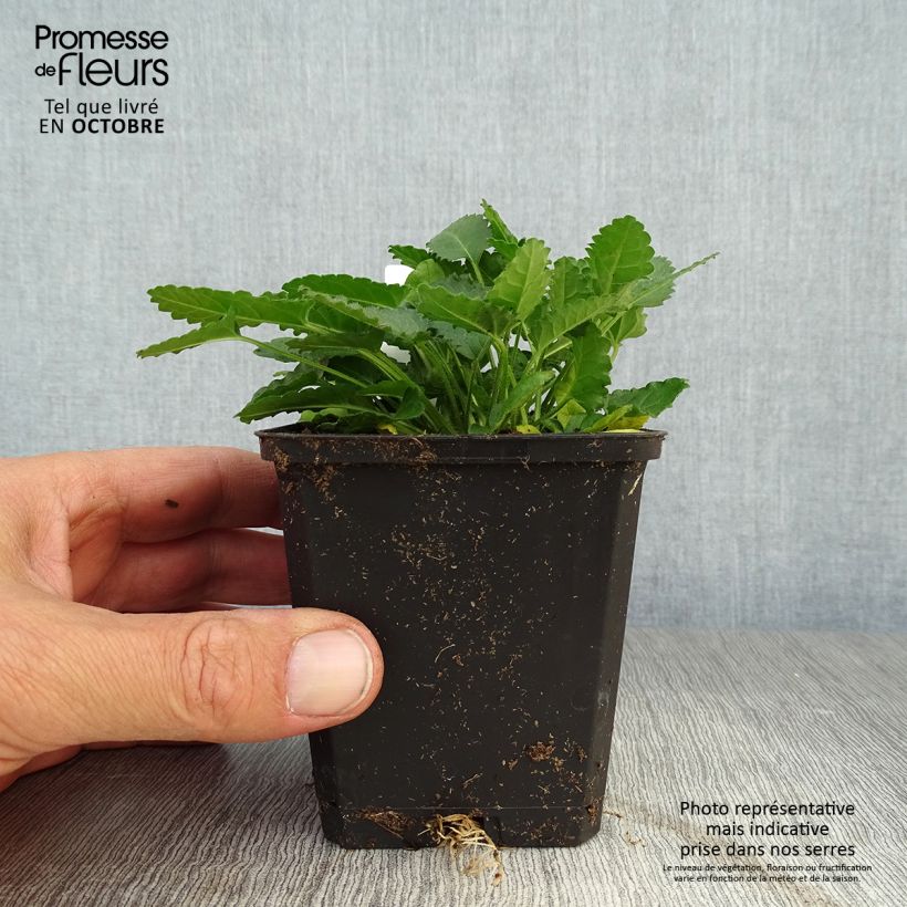 Example of Echte Betonie - Stachys officinalis Kleine Töpfe von 8/9 cm as you get in automne