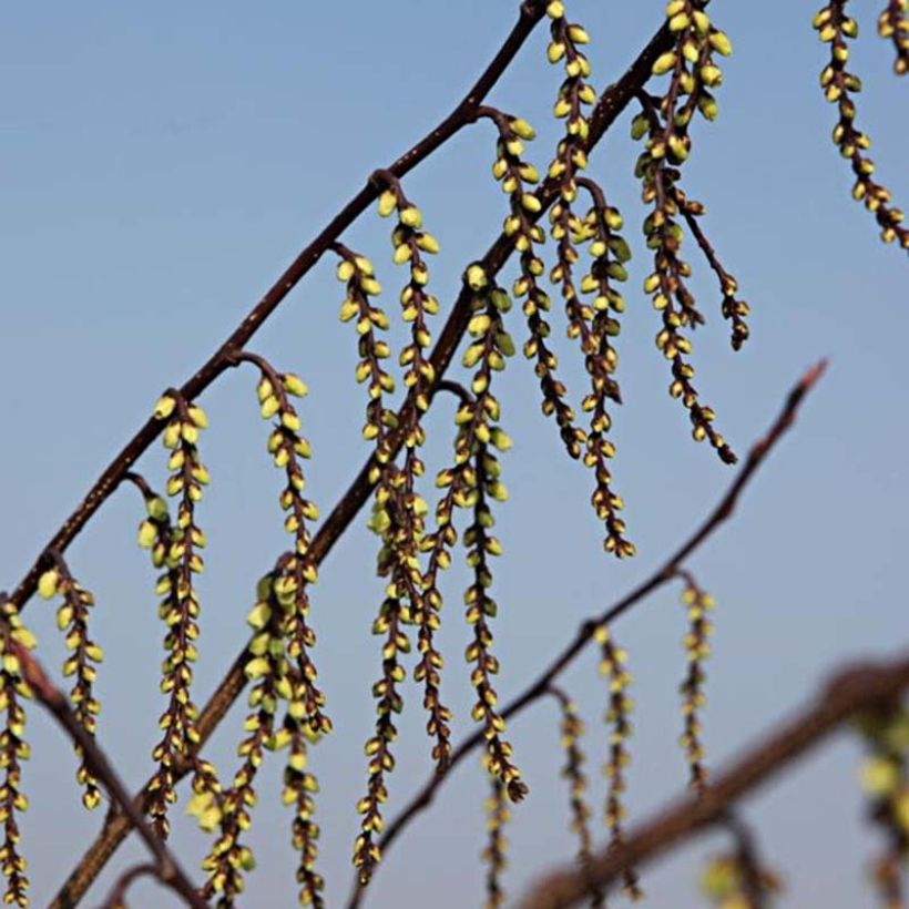Stachyurus chinensis Celina - Perlschweif (Flowering)