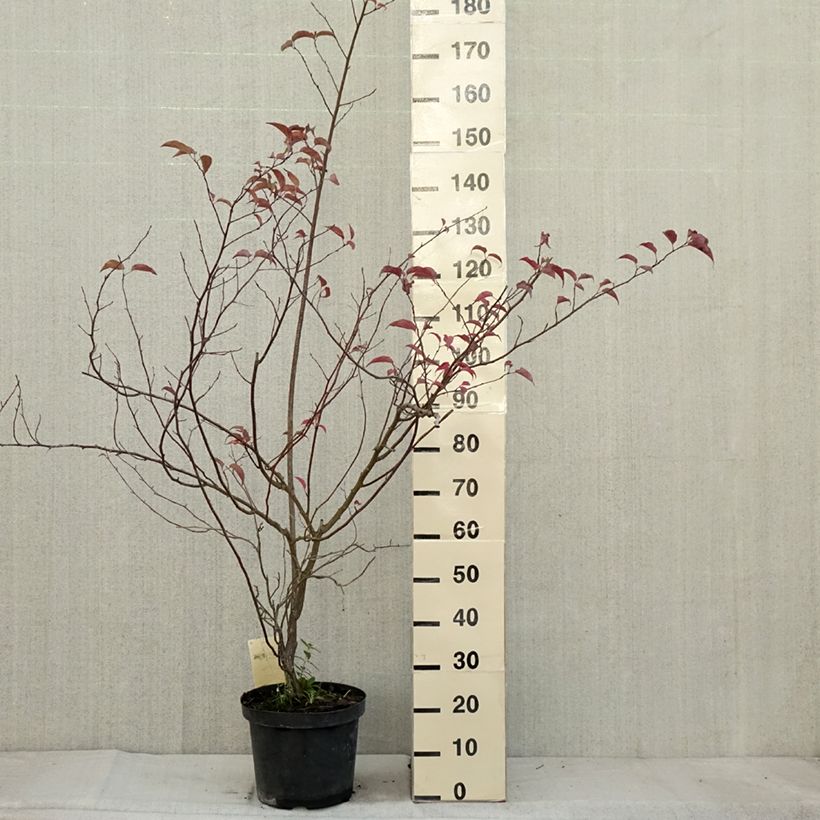 Example of Stachyurus chinensis Celina - Perlschweif Topf mit 7,5L/10L as you get in automne