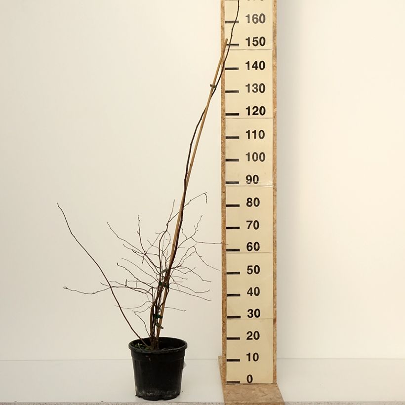 Example of Stachyurus chinensis Goldbeater - Perlschweif Topf mit 7,5L/10L as you get in hiver