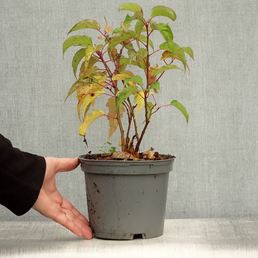 Example of Stachyurus praecox - Japanischer Perlschweif Topf mit 2L/3L as you get in automne