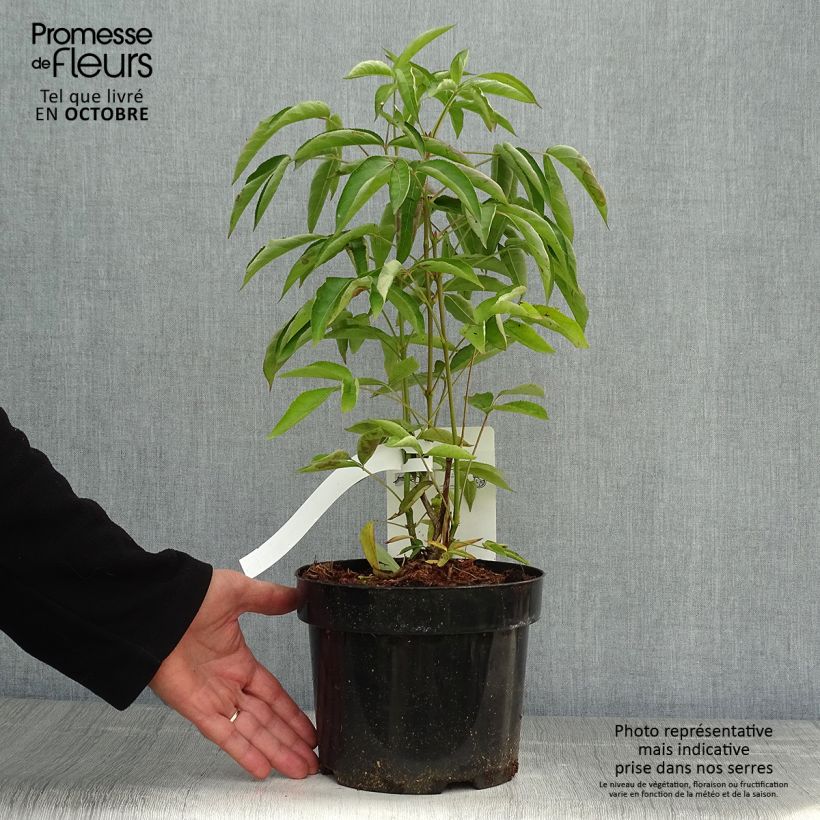 Example of Staphylea colchica - Pimpernuss Topf mit 3L/4L as you get in automne