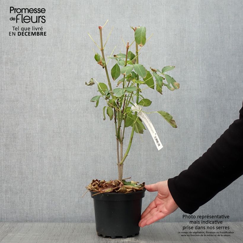 Example of Pimpernuss - Staphylea pinnata Topf mit 3L/4L as you get in automne