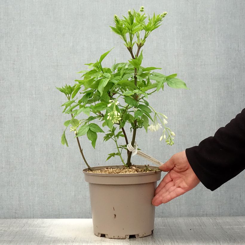 Exemplar von Pimpernuss - Staphylea pinnata Topf mit 3L/4L wie im Frühjahr geliefert