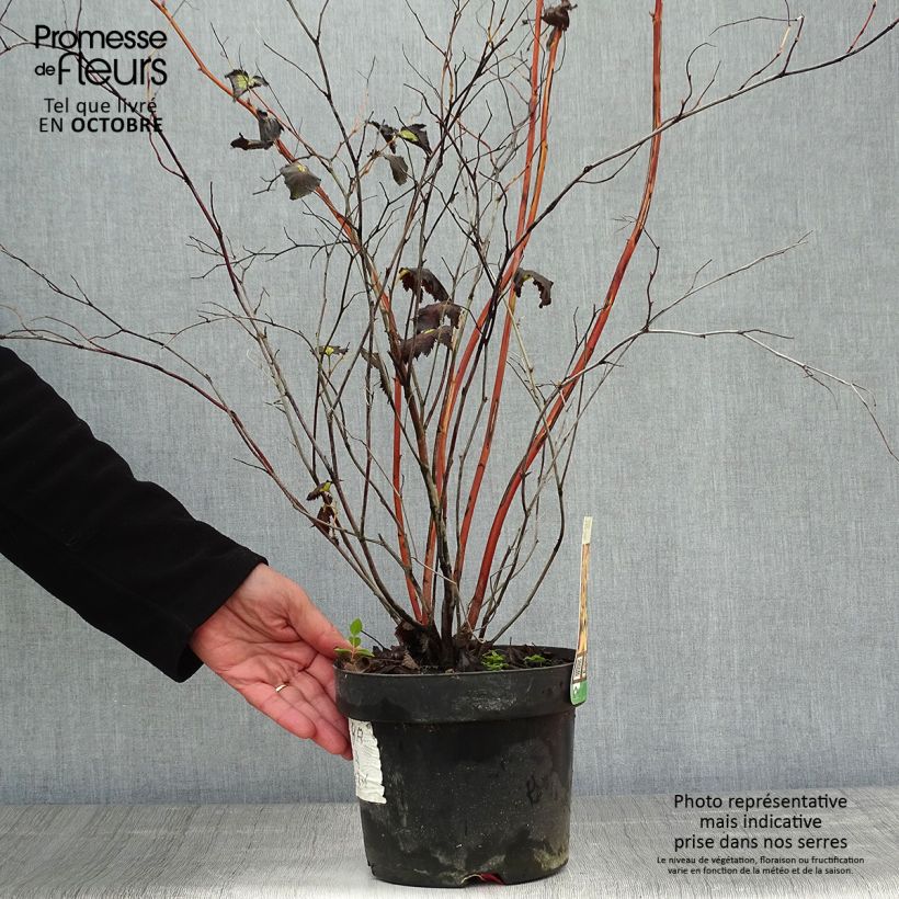 Example of Stephanandra tanakae - hohe Kranzspiere Topf mit 3L/4L as you get in automne