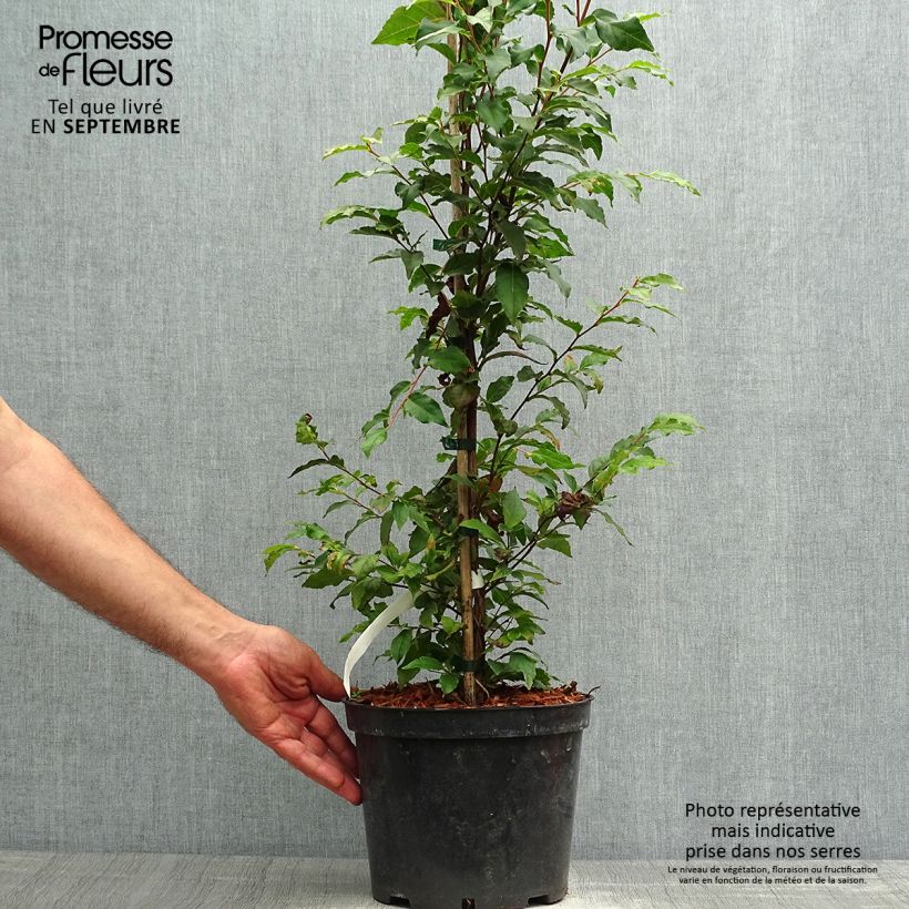 Example of Stewartia monadelpha - Stewartie Topf mit 4L/5L as you get in automne