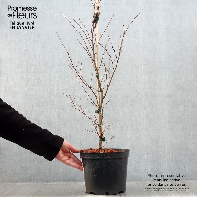 Exemplar von Stewartia monadelpha - Stewartie Topf mit 4L/5L wie im Winter geliefert