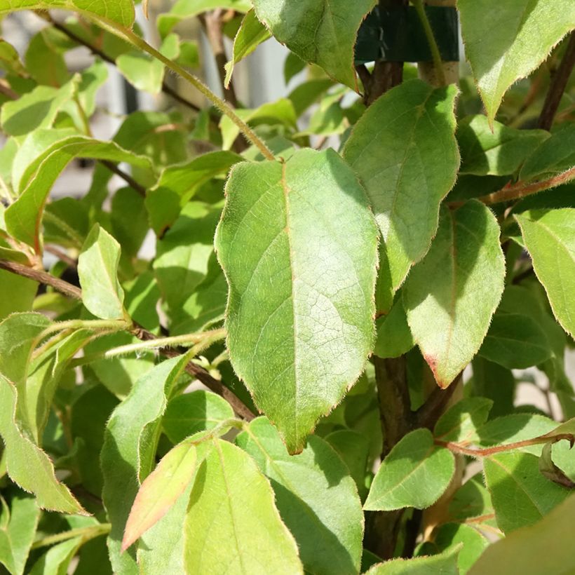 Stewartia monadelpha - Stewartie (Foliage)