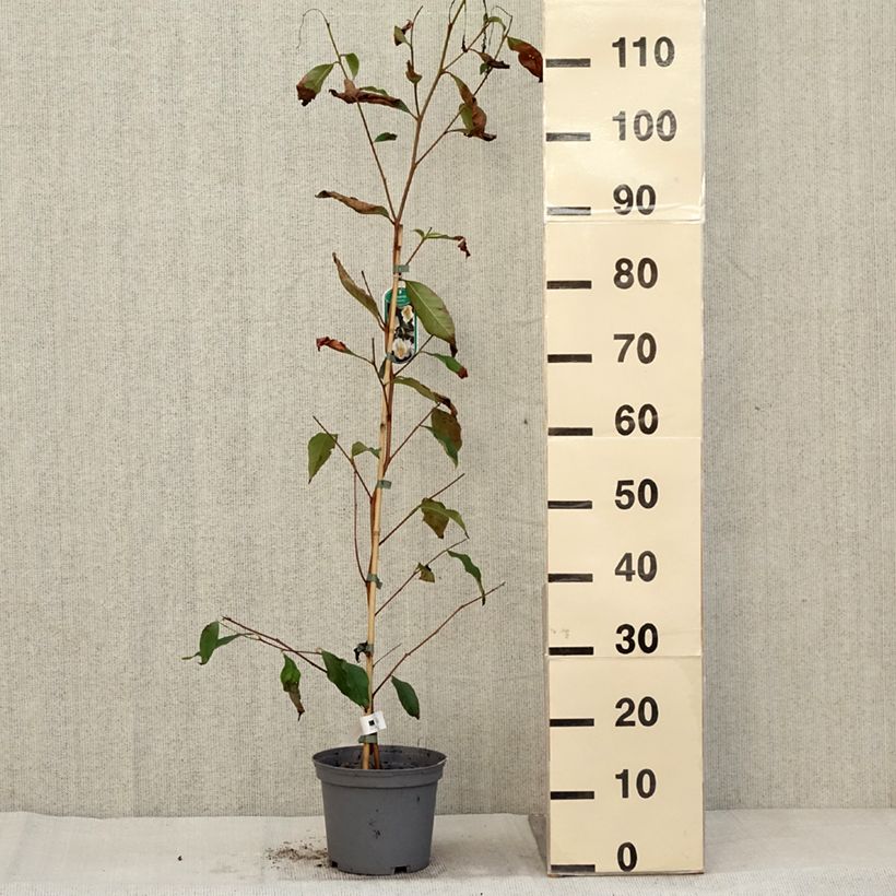 Example of Stewartia pseudocamellia - Kamelienartige Stewartie Topf mit 3L/4L as you get in automne