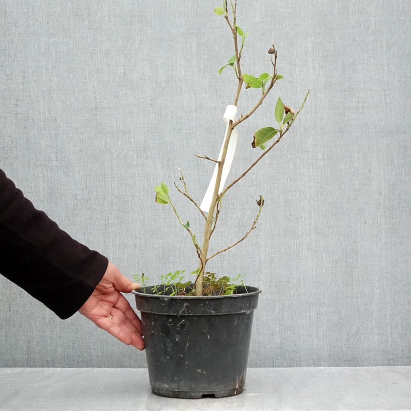 Exemplar von Stewartia pteropetiolata - Scheinkamelie Topf mit 4L/5L wie im Herbst geliefert