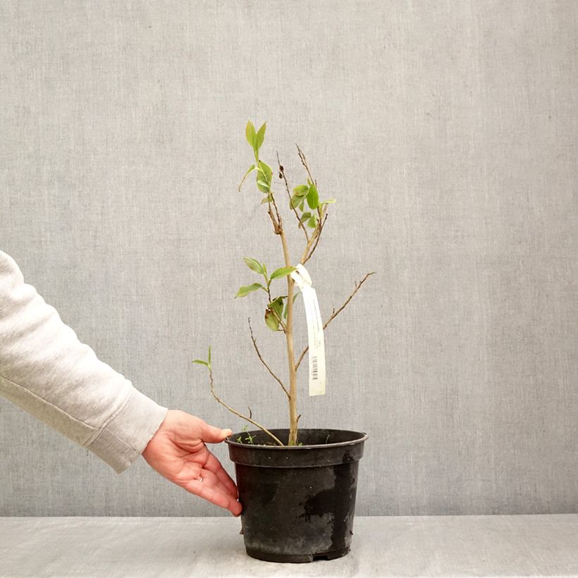 Exemplar von Stewartia pteropetiolata - Scheinkamelie Topf mit 4L/5L wie im Frühjahr geliefert