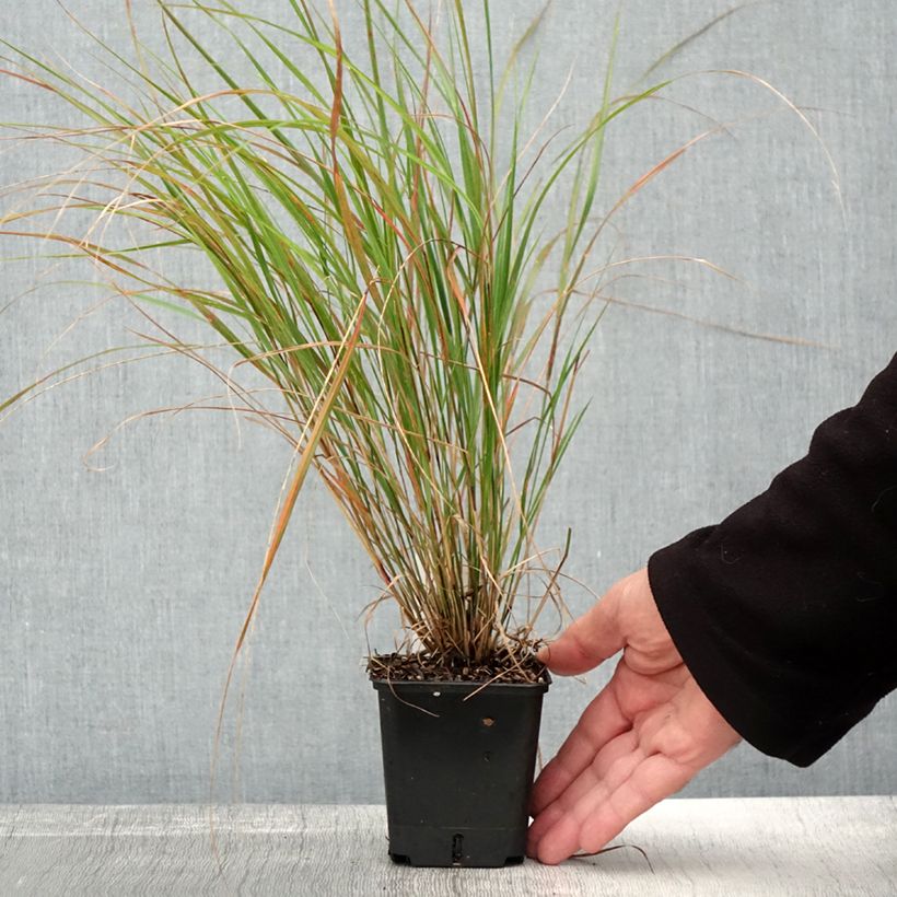 Example of Stipa arundinacea Sirocco - Federgras Kleine Töpfe von 8/9 cm as you get in automne
