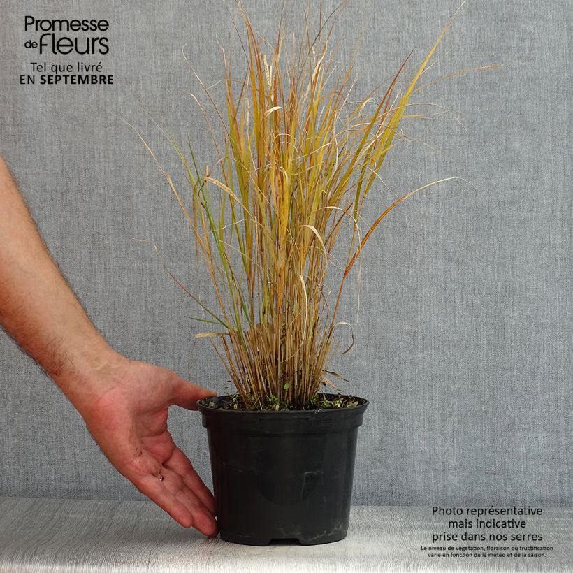 Example of Stipa arundinacea Sirocco - Federgras Topf mit 2L/3L as you get in ete