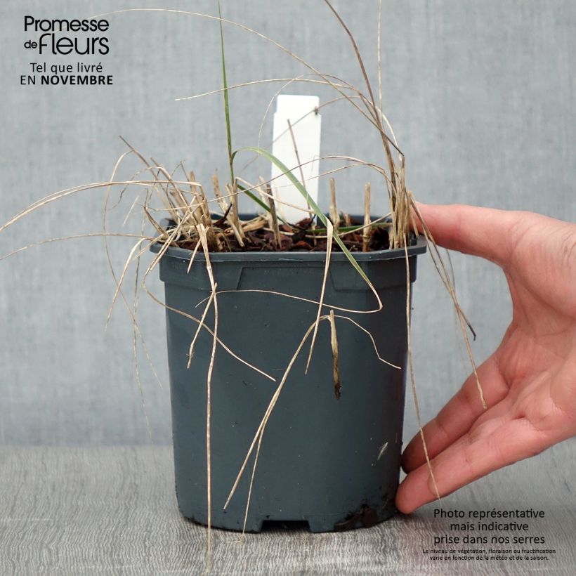 Example of Stipa calamagrostis - Federgras Topf mit 2L/3L as you get in automne