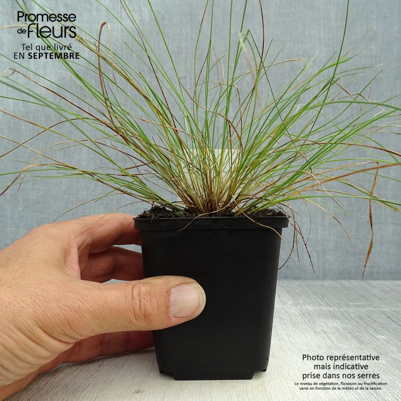 Example of Stipa capillata - Federgras Kleine Töpfe von 8/9 cm as you get in automne