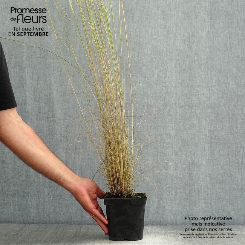 Example of Stipa capillata - Federgras Topf mit 2L/3L as you get in ete