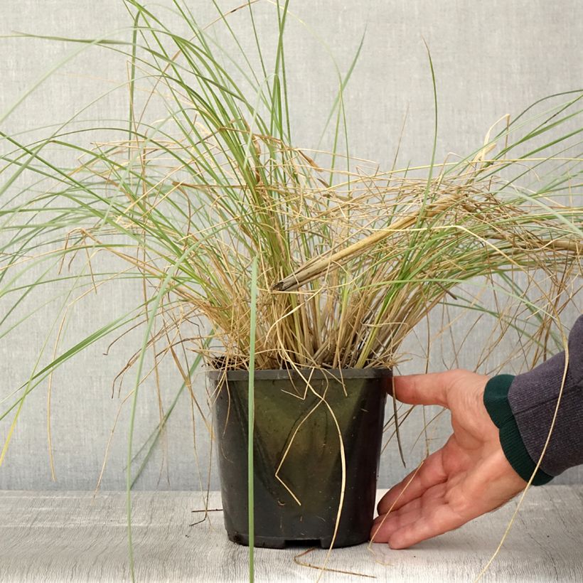 Example of Stipa gigantea - Riesen Federgras Topf mit 2L/3L as you get in automne