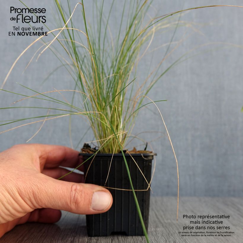 Example of Stipa ichu - Federgras Kleine Töpfe von 7/8 cm as you get in automne