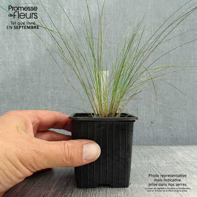 Example of Stipa pennata - Federgras Kleine Töpfe von 8/9 cm as you get in automne