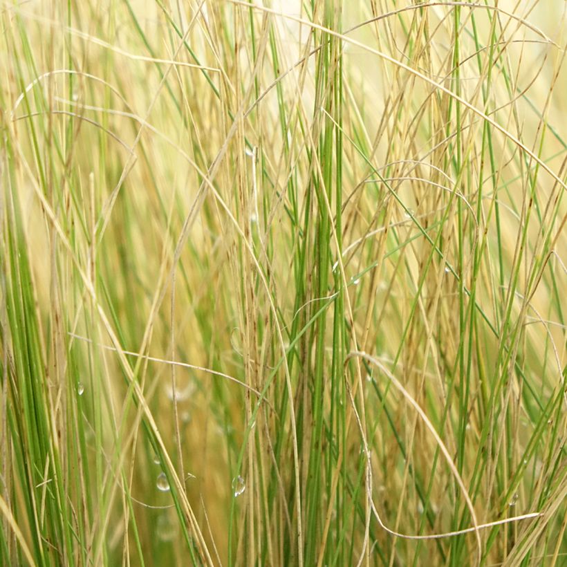 Stipa pennata - Federgras (Foliage)