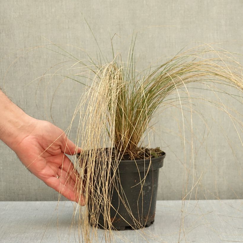 Exemplar von Stipa pennata - Federgras Topf mit 2L/3L wie im Herbst geliefert