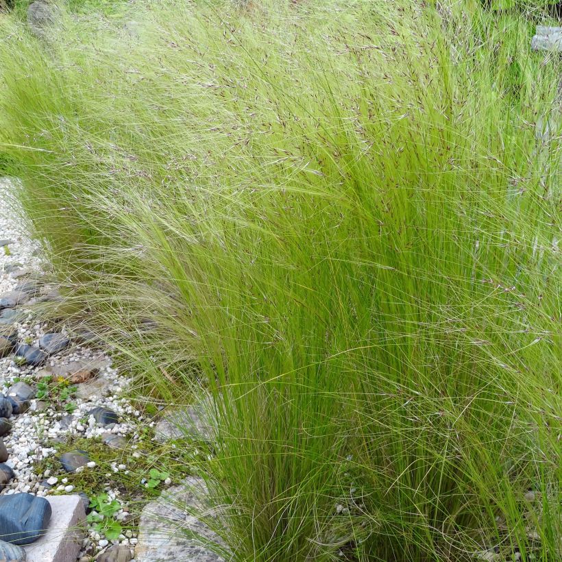 Stipa tenuifolia - Dünnblättriges Federgras (Flowering)