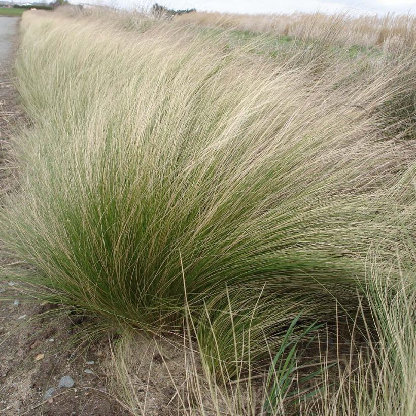 Stipa tenuifolia - Dünnblättriges Federgras (Plant habit)