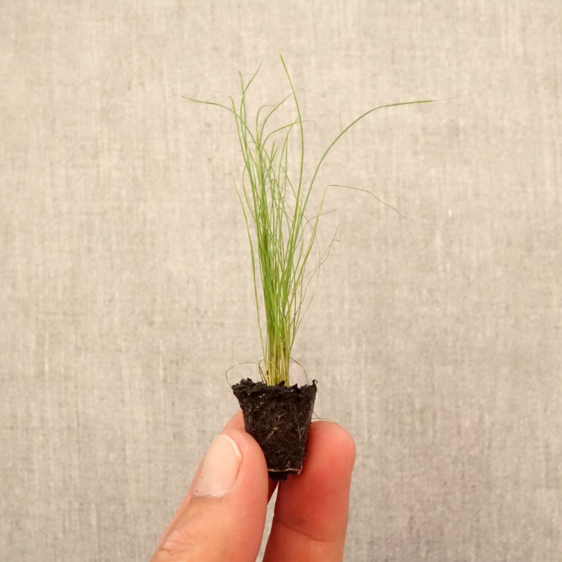 Exemplar von Stipa tenuifolia - Dünnblättriges Federgras Mini-Plug Ø 1,5/2,5 cm wie im Herbst geliefert