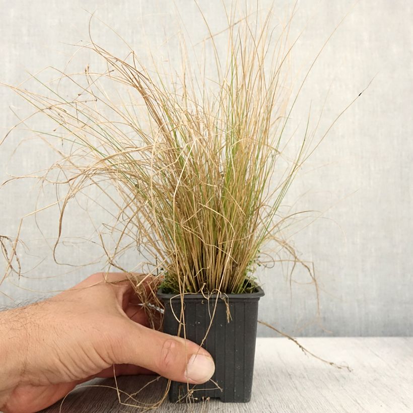Example of Stipa trichotoma Palomino - Federgras Kleine Töpfe von 8/9 cm as you get in automne
