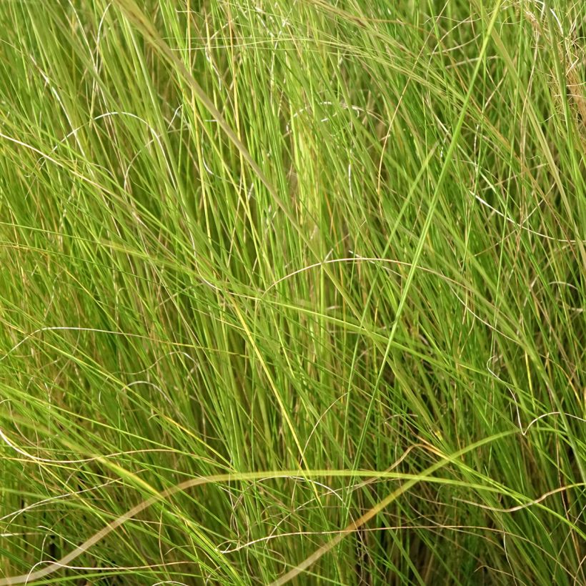Stipa trichotoma Palomino - Federgras (Foliage)