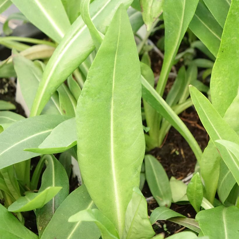 Stokesia laevis Alba - Kornblumenaster (Foliage)