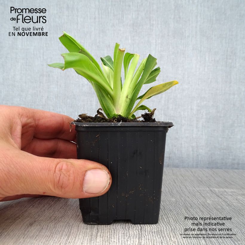 Example of Stokesia laevis Blue Star - Kornblumenaster Kleine Töpfe von 8/9 cm as you get in automne