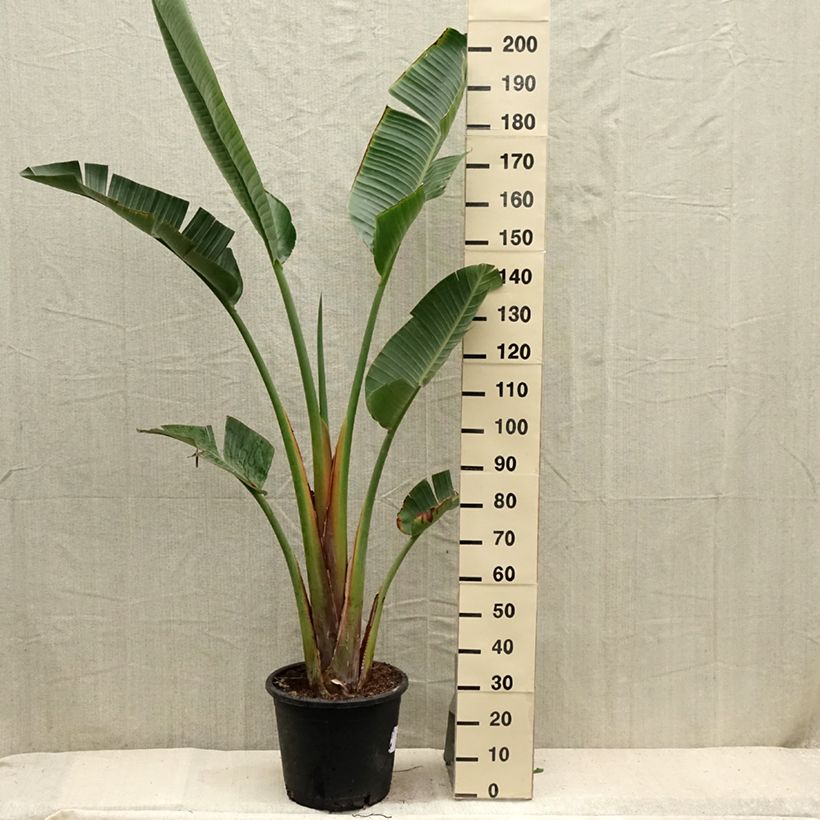 Example of Strelitzia augusta Topf mit 30L/35L as you get in ete