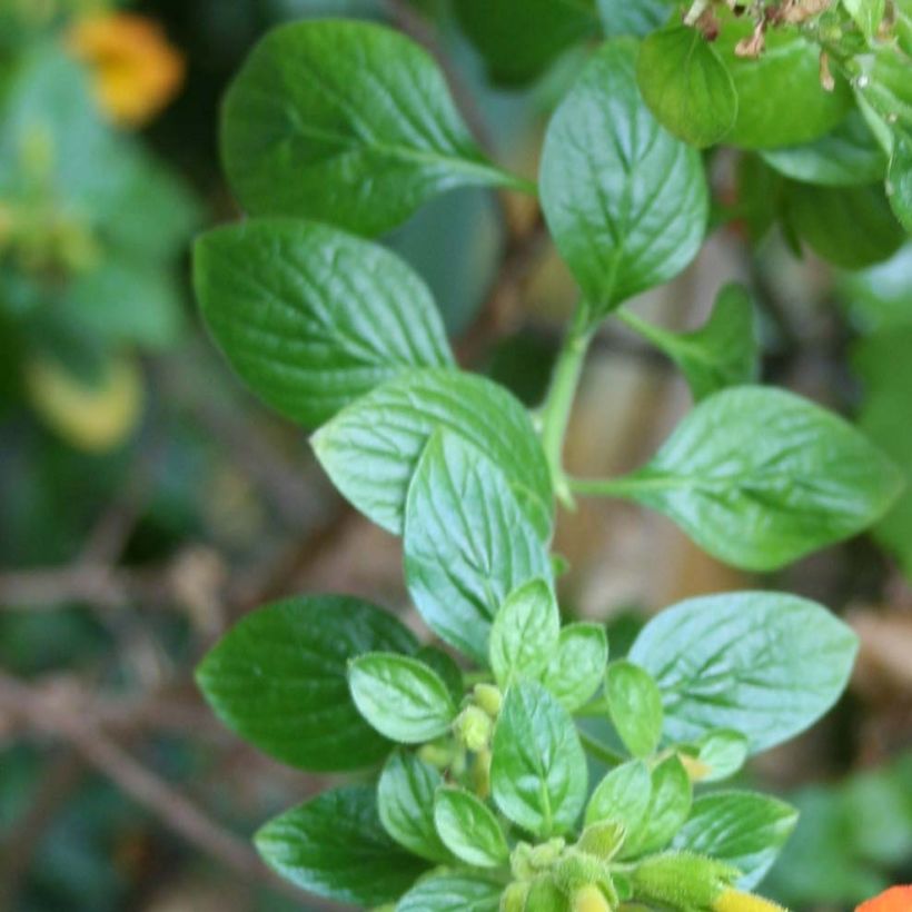 Streptosolen jamesonii - Drehkrone (Foliage)