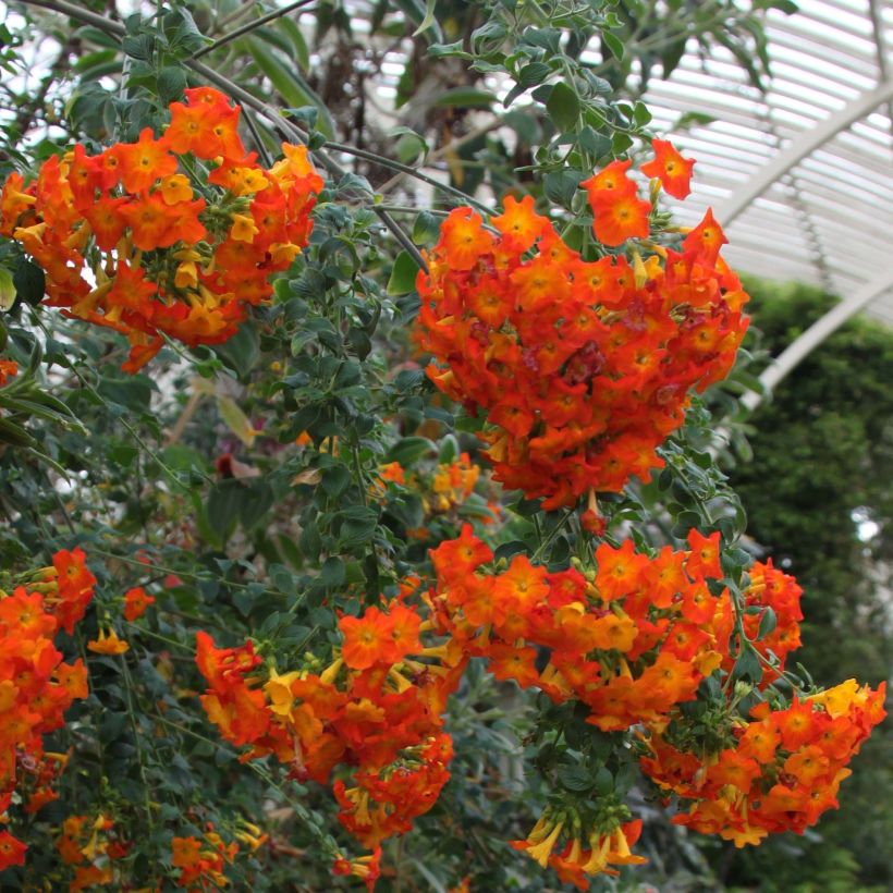 Streptosolen jamesonii - Drehkrone (Flowering)