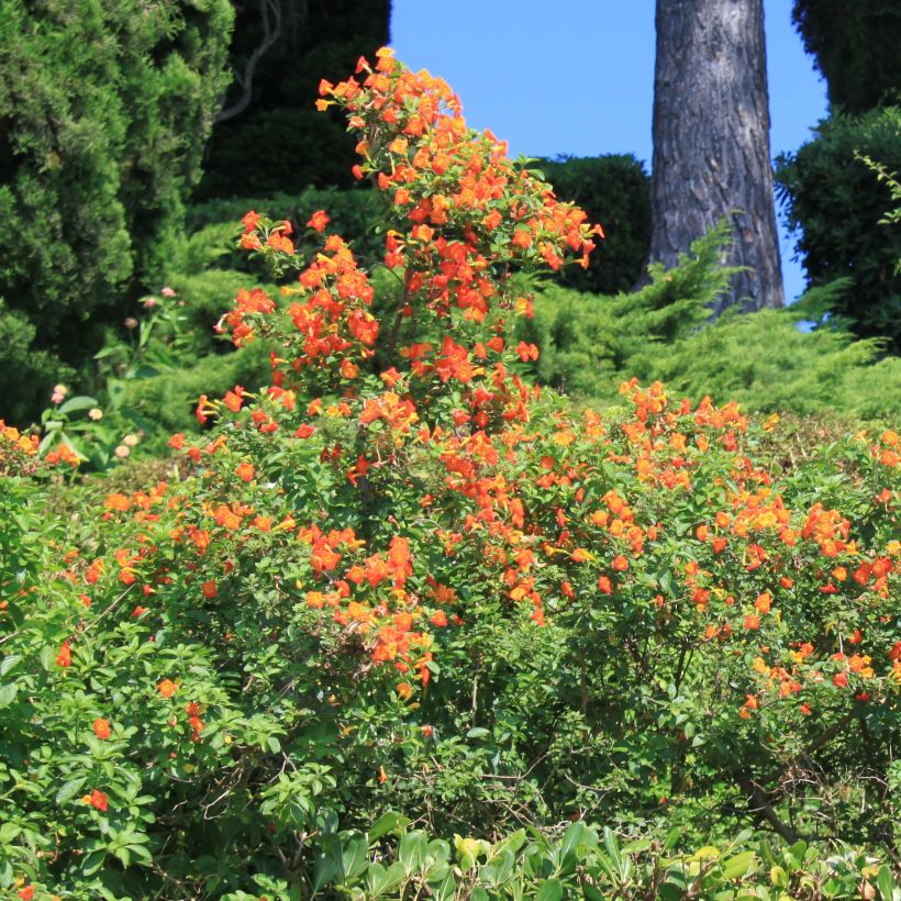 Streptosolen jamesonii - Drehkrone (Plant habit)