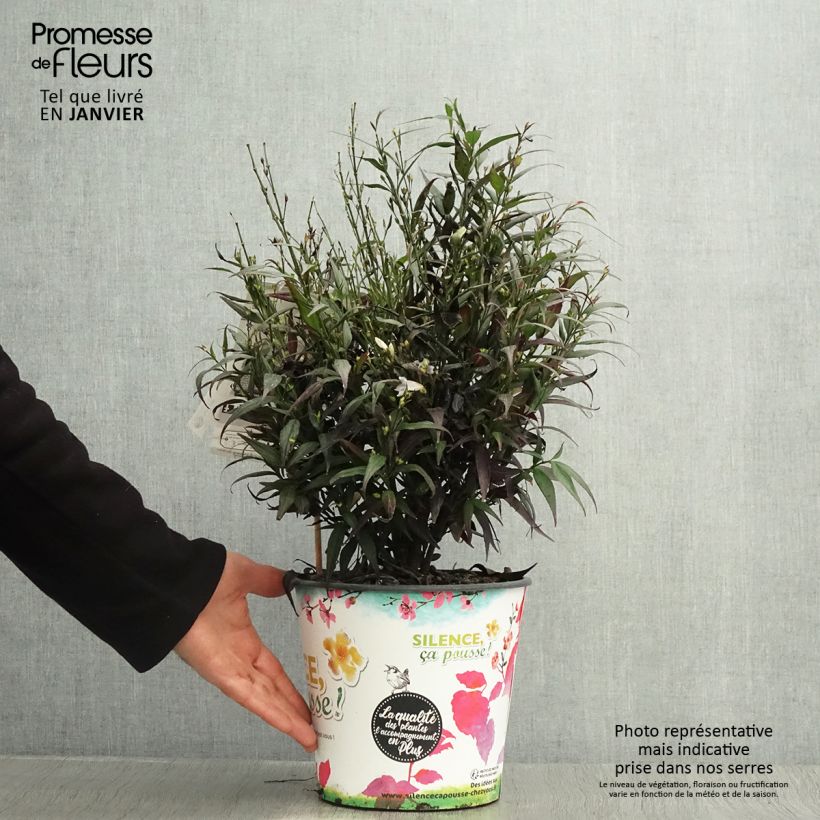 Exemplar von Strobilanthes anisophylla Brunetthy - Zapfenblume Topf mit 3L/4L wie im Winter geliefert