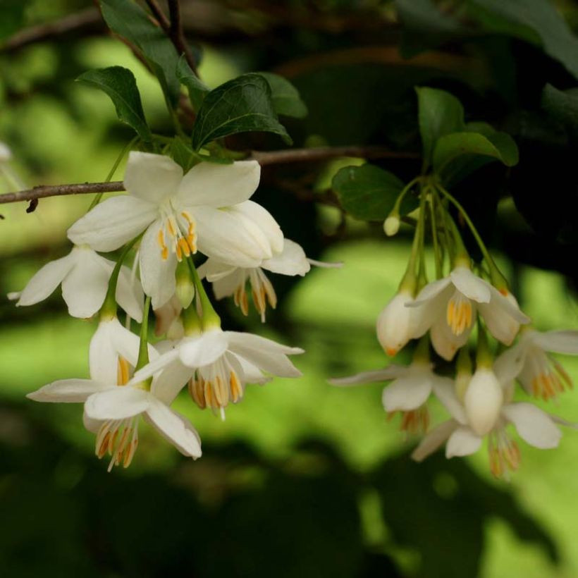 Japanische Storaxbaum - Styrax japonica (Flowering)
