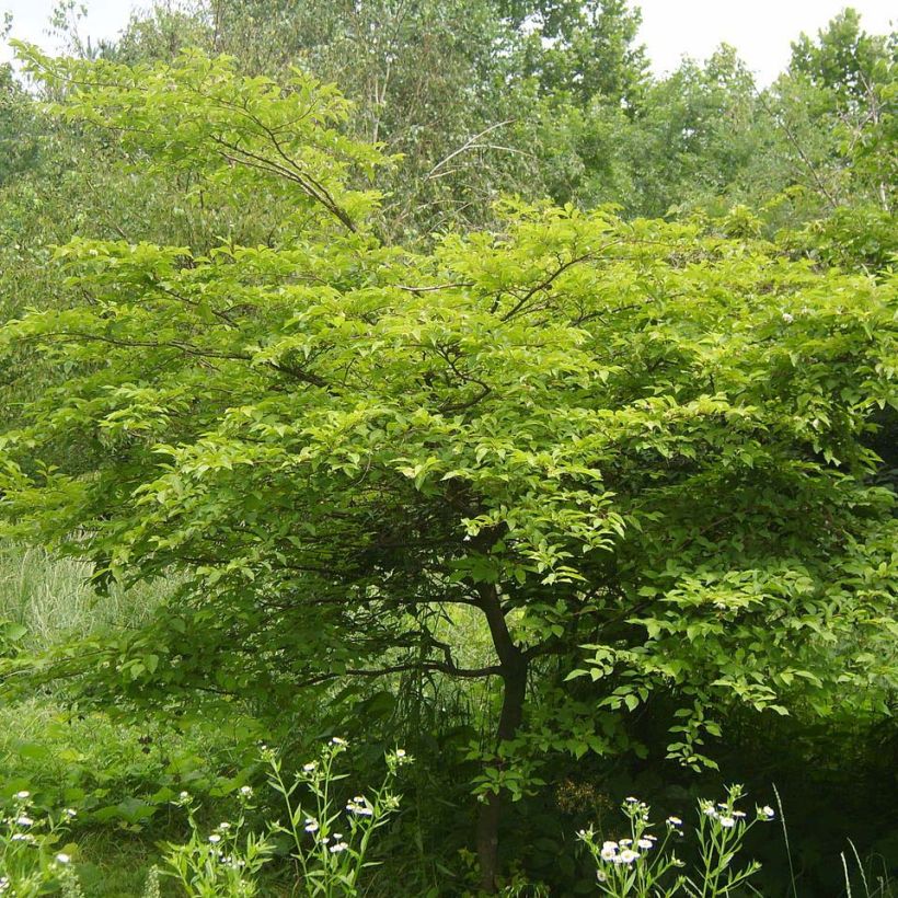 Japanische Storaxbaum - Styrax japonica (Foliage)