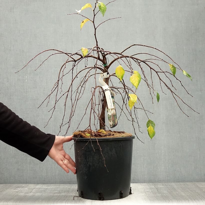 Example of Japanische Storaxbaum Fragrant Fountain - Styrax japonica Topf mit 12L/15L as you get in automne