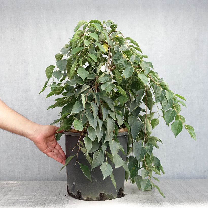 Exemplar von Japanische Storaxbaum Fragrant Fountain - Styrax japonica Topf mit 12L/15L wie im Sommer geliefert
