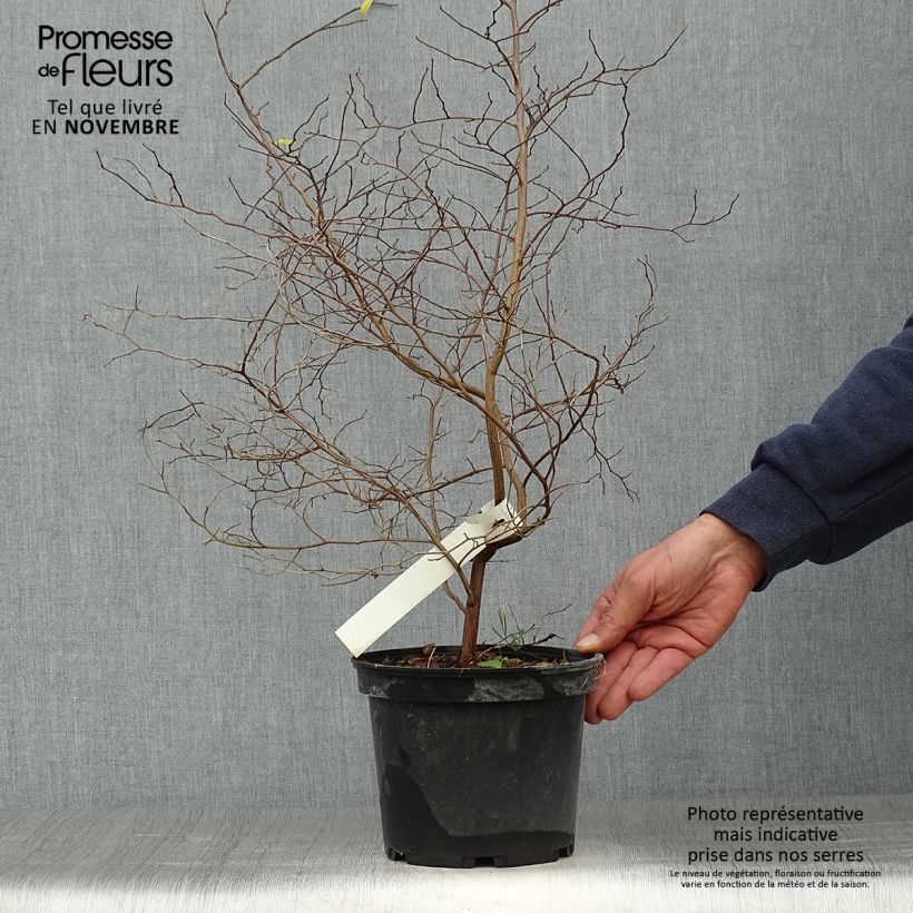 Example of Japanische Storaxbaum - Styrax japonica Topf mit 3L/4L as you get in automne