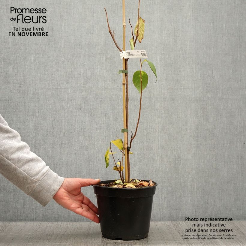 Example of Japanische Storaxbaum June snow - Styrax japonica Topf mit 3L/4L as you get in automne