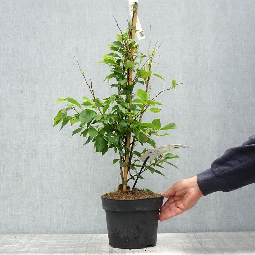 Exemplar von Japanische Storaxbaum Snowfall - Styrax japonica Topf mit 4L/5L wie im Frühjahr geliefert